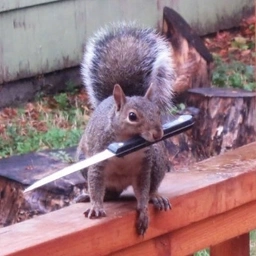 squirrel with knife (SWK)